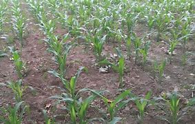 The phenomenon of corn seedling shortage and ridge cutting is serious. How to deal with it?