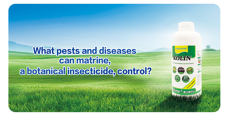 What Pests And Diseases Can Matrine, A Botanical Insecticide, Control?