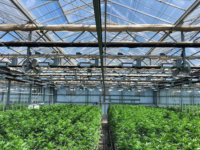 Fabrikk engrospris Kina Landbruk Produktivt multi-span hydroponisk system Glass drivhus for cannabis/hamp/tomat/agurk/jordbær/pepper/agurk/utstilling-PMV004