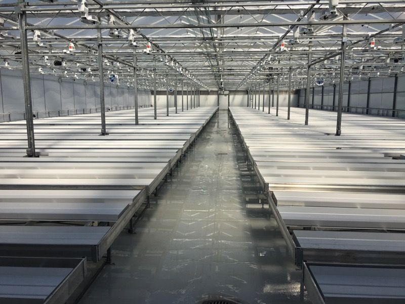 Can Rolling benches be Used for greenhouse research?