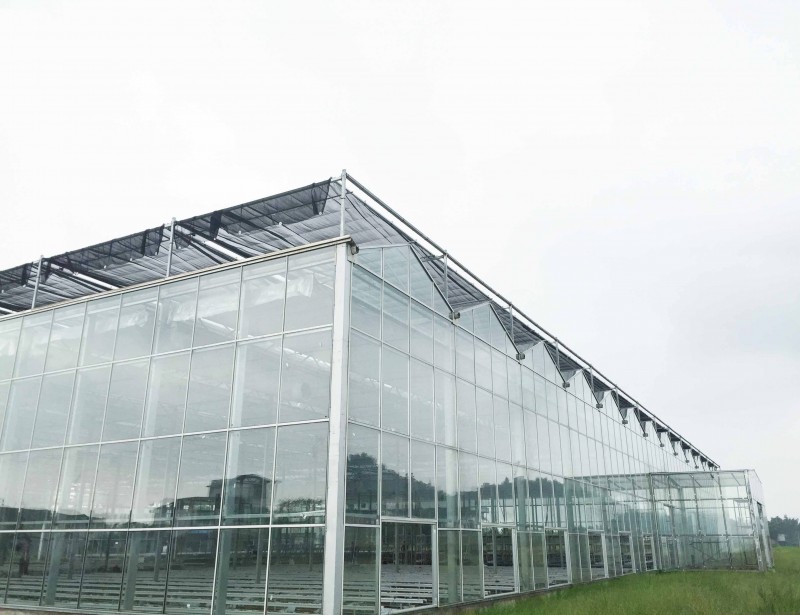 Kostengünstiger, feuerverzinkter Stahl. Vollautomatisches Venlo-Glasgewächshaus mit mehreren Spannweiten für den Kräuteranbau