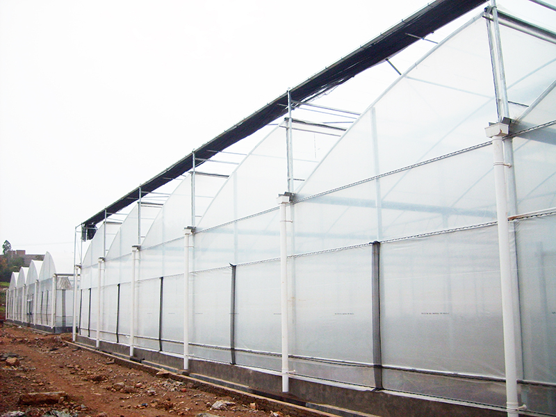 Better Ventilation Saw Tooth Roof Greenhouse Multi Span-PMS004