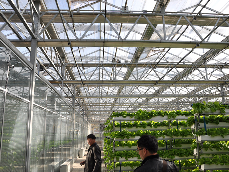 Venlo Glass Greenhouse Hydroponics Vegetable Production-PMV020