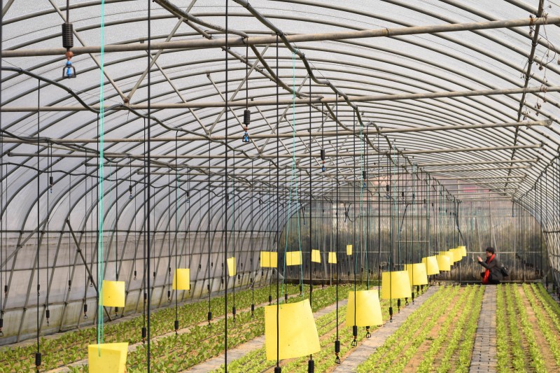 Single-span tunnel film greenhouse丨China manufacturer丨Commercial greenhouse design, suitable for flowers& vegetables planting