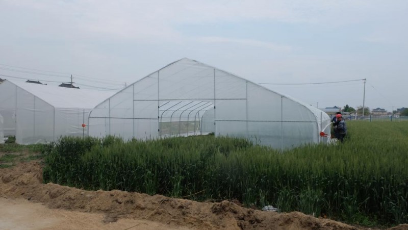 तरकारी हरितगृह स्ट्रबेरी उब्जनीका लागि प्लास्टिक फिल्म टनेल ग्रीनहाउस फुल सेट