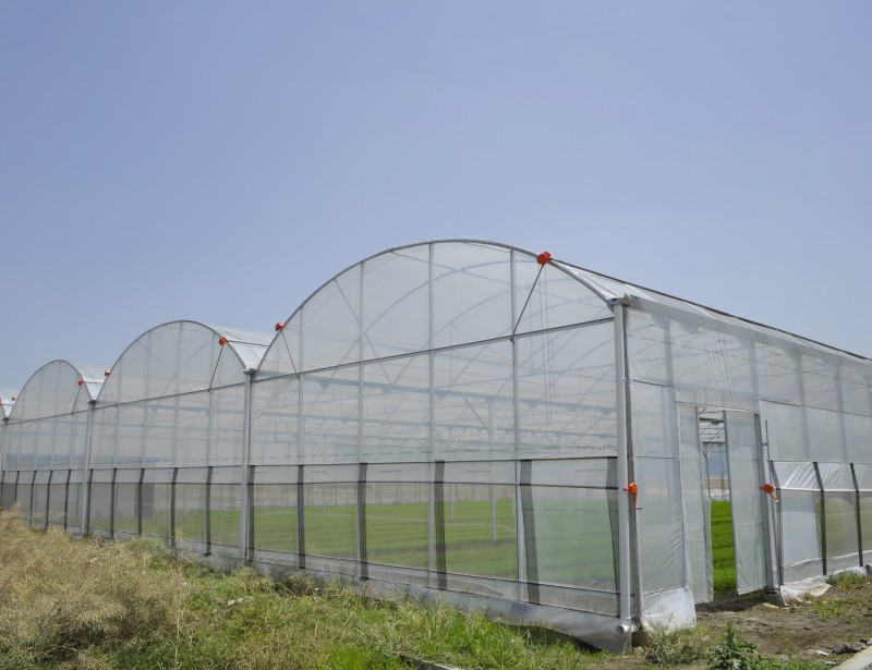 Multispan 4-Jahreszeiten-Plastikfolien-Insektennetz-Gewächshaus für Gurken