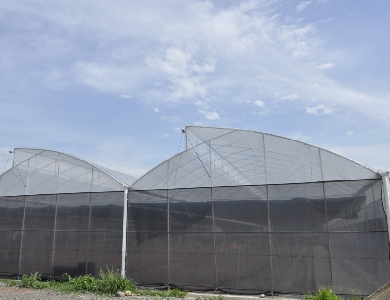 Hot Sale Sawtooth Film Greenhouse Multi Span Green House Commercial Greenhouses na may Irrigation System