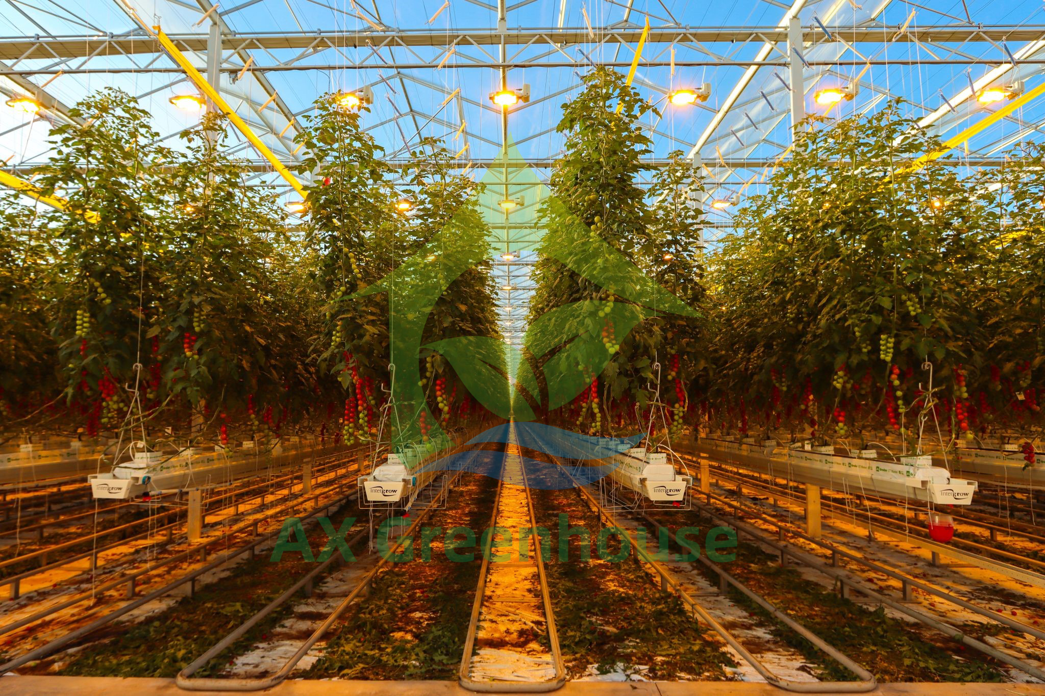 Nhà kính trồng cà chua nhiều nhịp thương mại