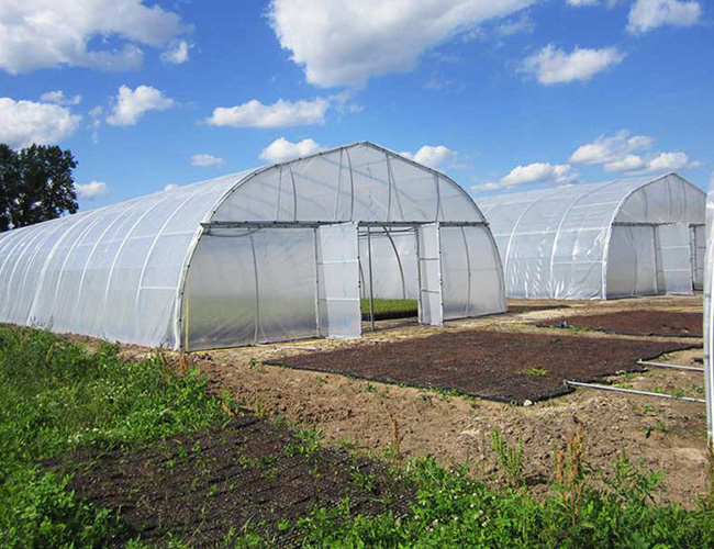 Tiết kiệm một lớp PE Đường hầm Poly Nhà kính nhà kính trồng cà chua một nhịp cho rau