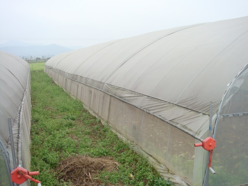Einspanniges Tunnelfoliengewächshaus丨China-Hersteller丨Gewerbliches Gewächshausdesign, geeignet für Blumen- und Gemüsepflanzungen