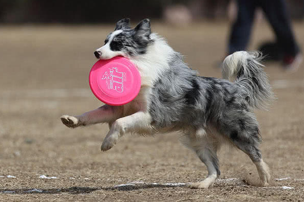 How can you tell if a dog is not exercising?