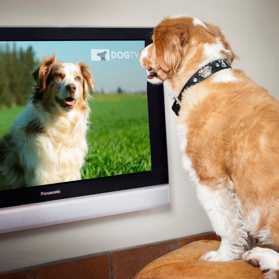 When dogs watch TV, what do they watch?