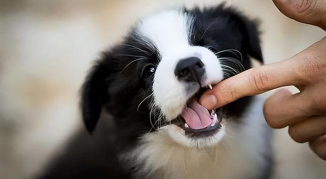 Why do dogs bite their owners’ hands?