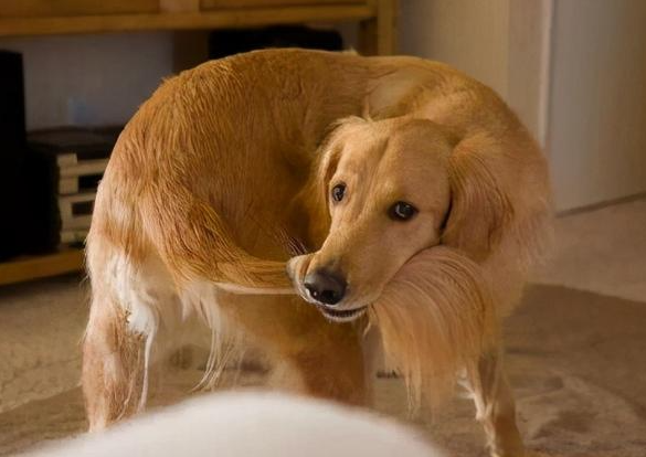 Why do dogs bite their tails?