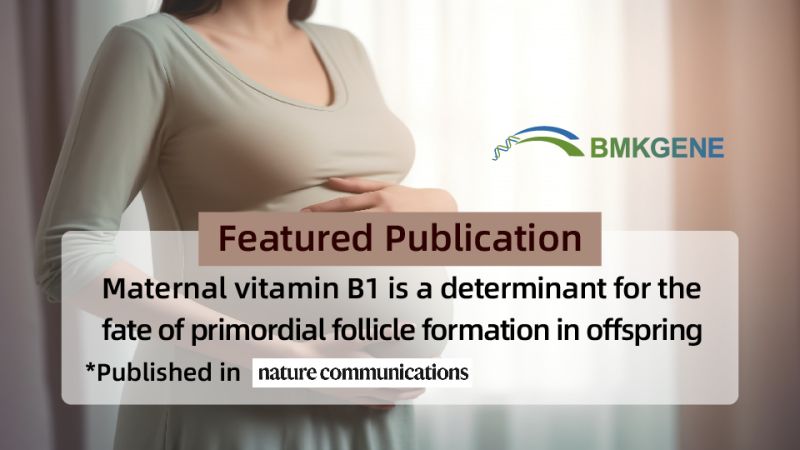 Featured Publication—Maternal vitamin B1 is a determinant for the fate of primordial follicle formation in offspring