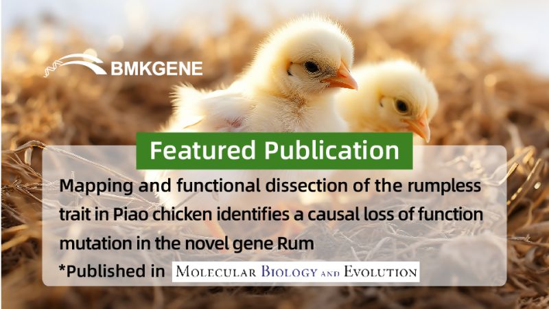 Featured Publication—Mapping and functional dissection of the rumpless trait in Piao chicken identifies a causal loss of function mutation in the novel gene Rum