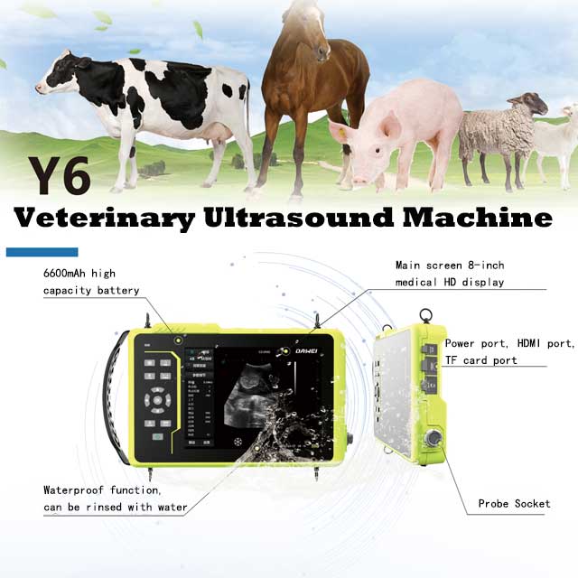 Advantages and Applications of Horse Ultrasound Machines