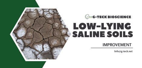 Improvement of low-lying saline soils