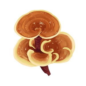 Can eating Reishi take care of your skin in summer?