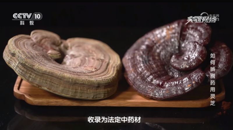 How to Select and Consume Ganoderma?