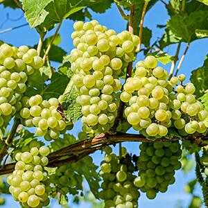 Моніторинг температури та вологості виноградників