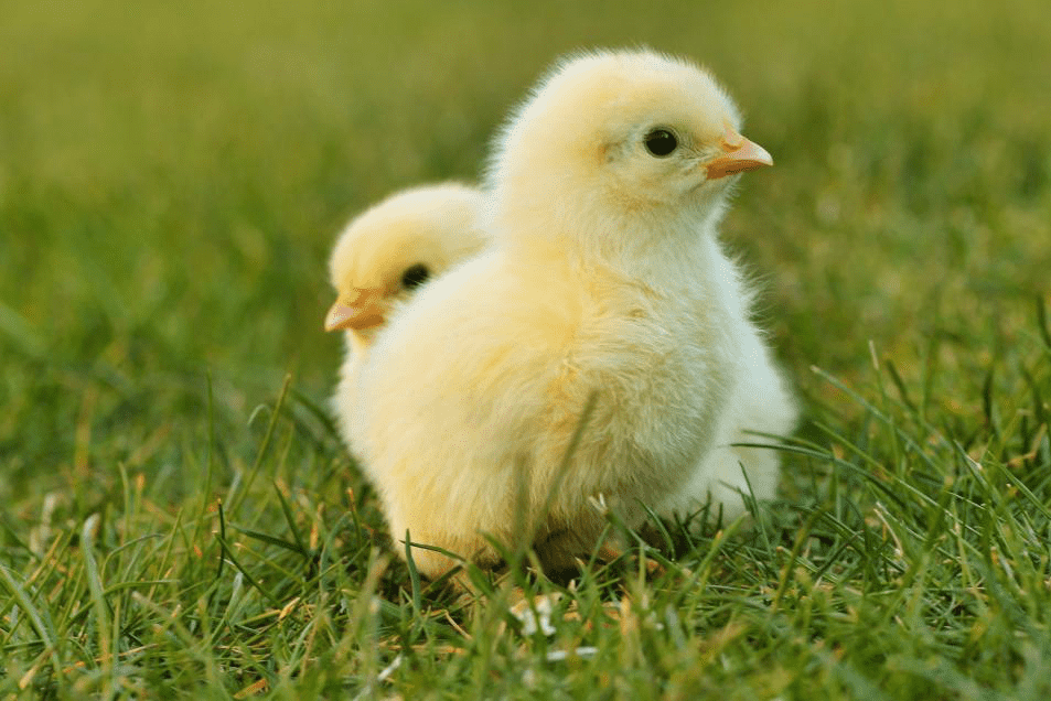 A hőmérséklet és a páratartalom jelentősége a csirkefarmon