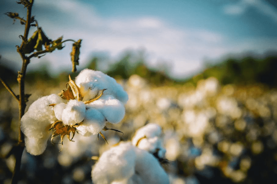 Cur Controlling Temperature et Umor est Key ad Quality Cotton Processing