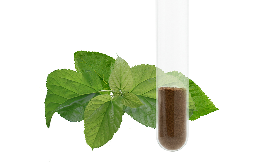 Mulberry-Leaf-Extract