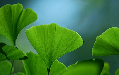 New technology for removing ginkgolic acid from Ginkgo biloba leaf extract has been approved