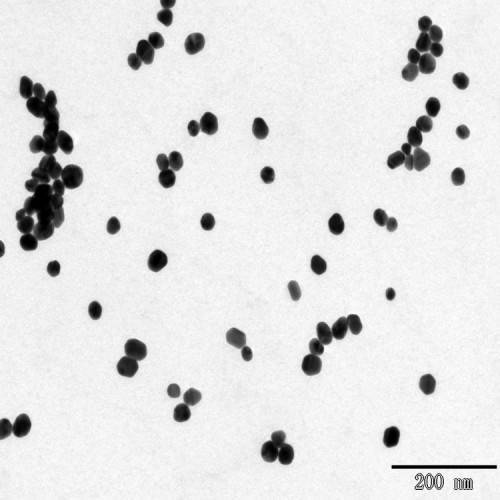 Purong nano gold Colloidal dispersions bilang marker sa biological system