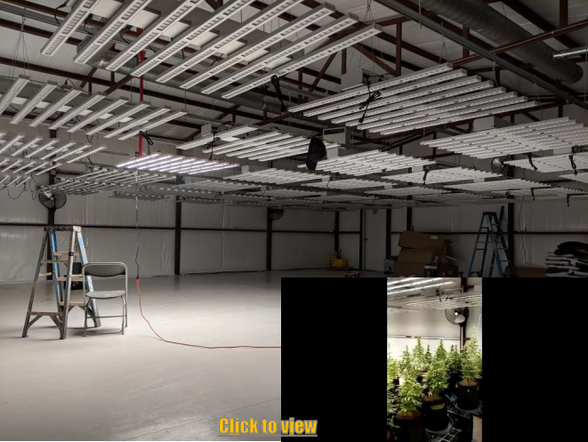 Este é un crecemento de almacén nos Estados Unidos, usando 80 unidades de 640 W para unha habitación.Cada cobertura de luz é de 5 * 5 pés con PPFD uniforme alto
