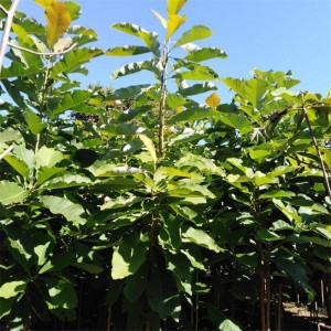 China Sanguinarine Manufacturers - Magnolia Bark Extract, Honokiol, Magnolol  – JL EXTRACT