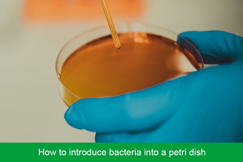 How to introduce bacteria into a petri dish