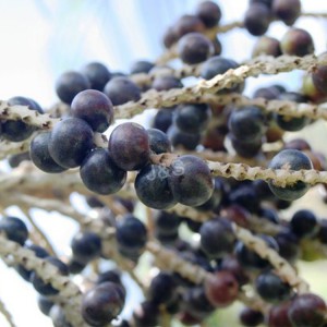 Hot Selling for Acai berry extract in Mombasa