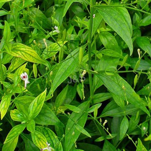 Andrographis Extract
