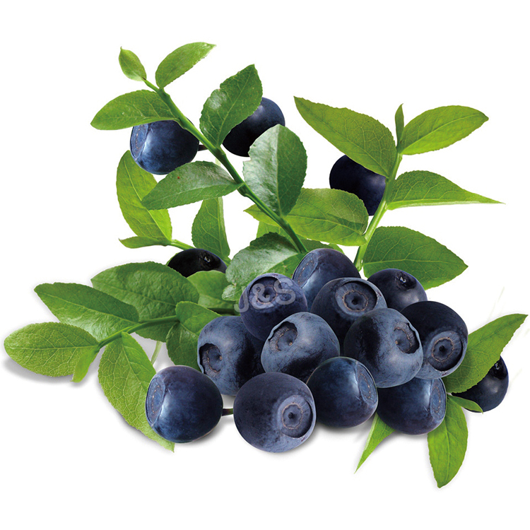 8 Years Manufacturer Bilberry extract Factory for Doha