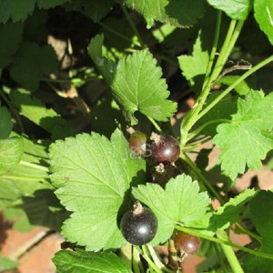 عصاره انگور سیاه