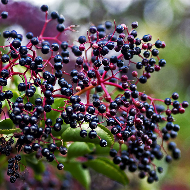 2016 China New Design Elderberry Extract in Mozambique