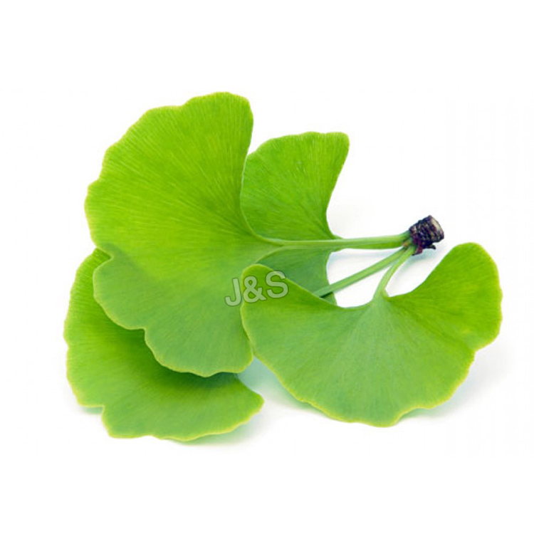 Professional High Quality Ginkgo Biloba Extract Wholesale to Casablanca