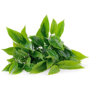 Estrattu di tè verde