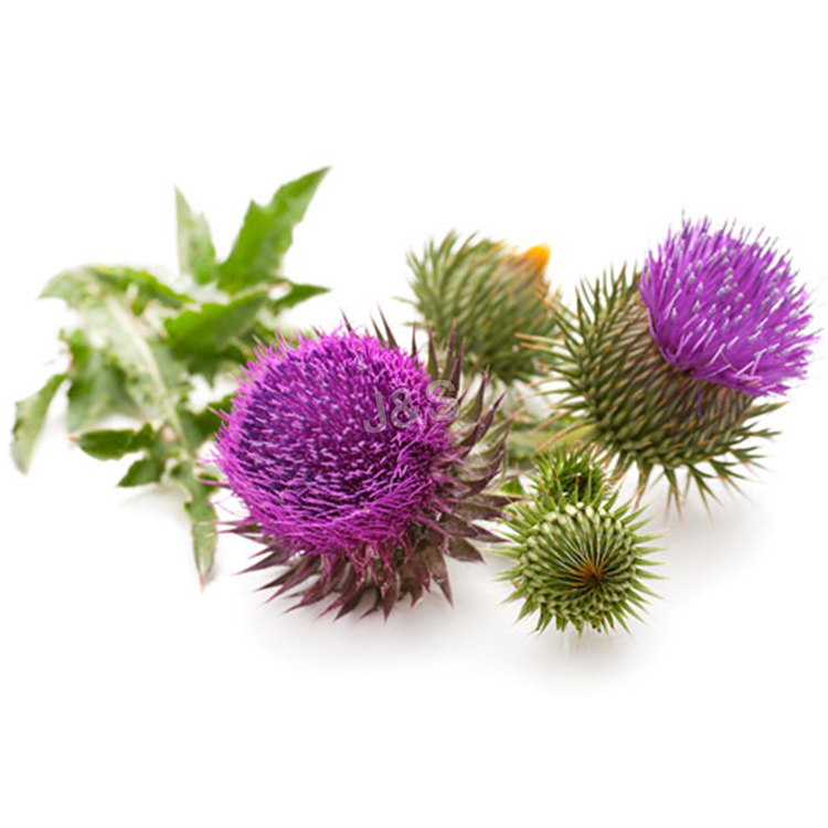 2016 China New Design Milk Thistle Extract Factory for French