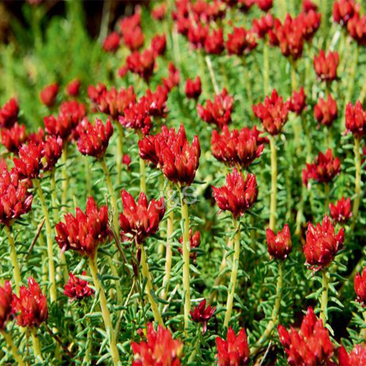 Trending Products Organic Rhodiola Rosea Extract Supply to Ireland