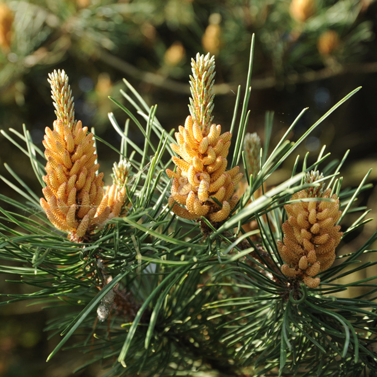 Trending Products Pine bark Extract Supply to Johor