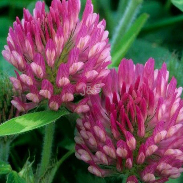 Factory Wholesale PriceList for Red clover extract Factory for Victoria