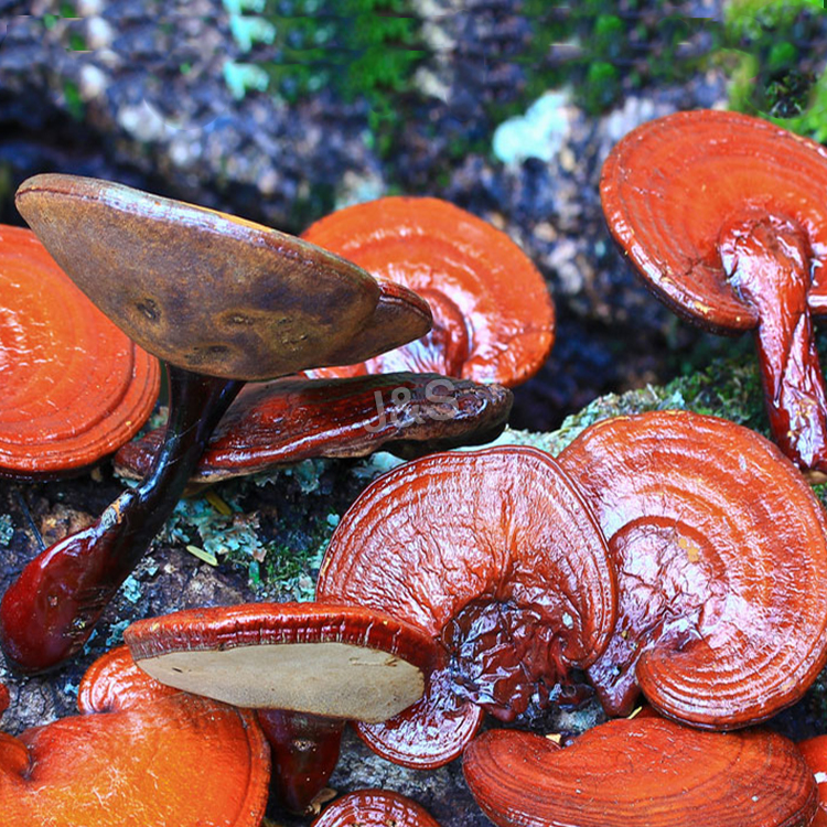 How much do you know about Reishi Mushroom?