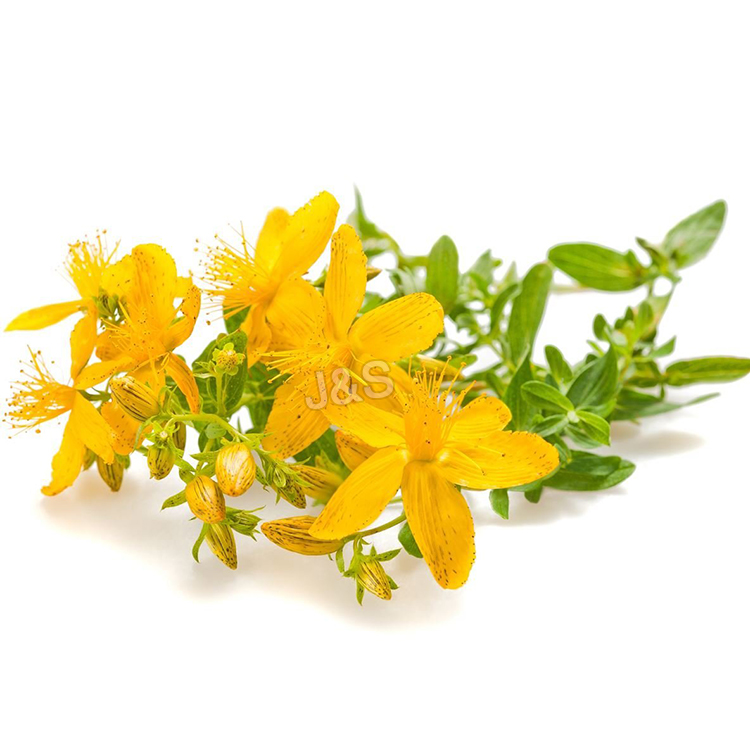 13 Years Manufacturer St John's wort extract Factory for Barcelona