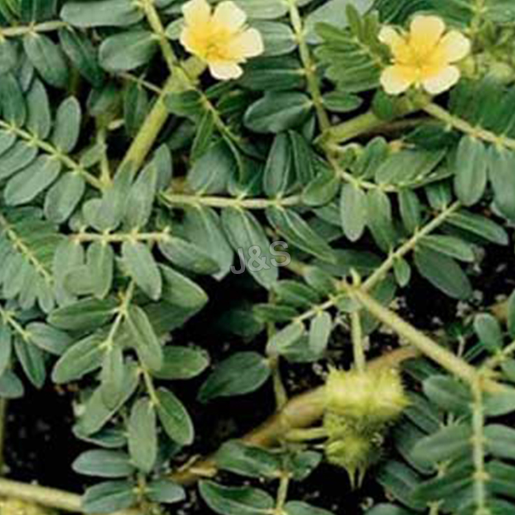 New Arrival China Tribulus terrestris extract Factory for Zurich
