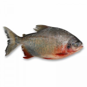Red pacu