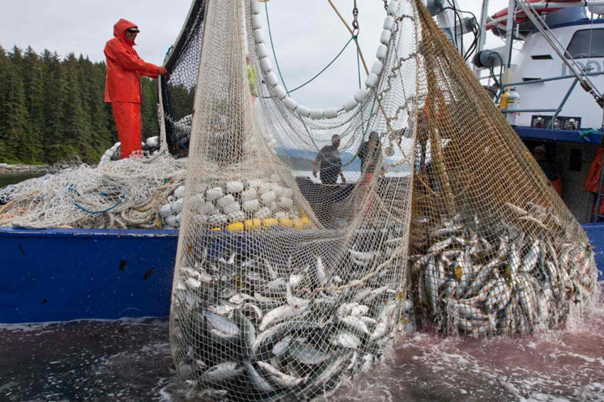 Canada rolls over cod quota after survey vessel failures, harvesters push for increase
