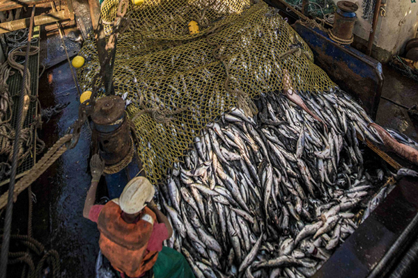 South African hake fishery gets MSC grant; Europeche pursues decarbonization of EU fishing fleet